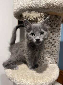 Mogwai -  Domestic Long Hair Cat Available for Adoption in Emerald Isle, North Carolina - Mogwai | PetCurious