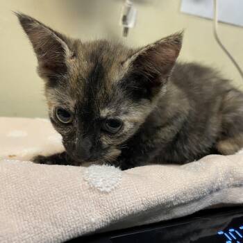 Angelica -  Domestic Short Hair Cat for Adoption in Pasadena, California - Angelica | PetCurious