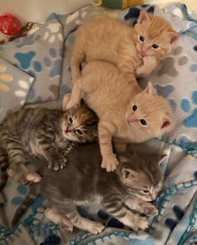 Domestic Short Hair Cats Available for Adoption in Herndon, Virginia - Sage | PetCurious