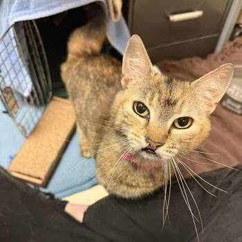 Cutie Pie -  Domestic Short Hair Cat for Adoption in Fairport, New York - Cutie Pie | PetCurious
