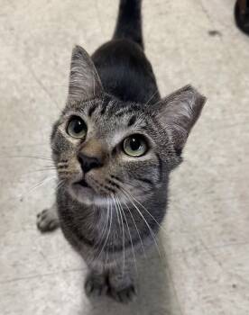 Ted -  Domestic Short Hair Cat for Adoption in Oviedo, Florida - Ted | PetCurious