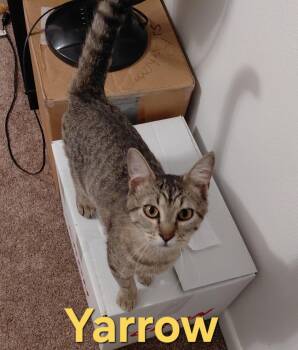 Domestic Short Hair Cats Available for Adoption in Peoria, Illinois - Yarrow  | PetCurious