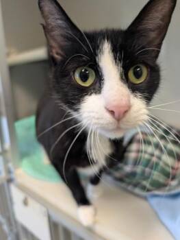 Domestic Short Hair Cats Available for Adoption in Warren, Pennsylvania - Venus | PetCurious
