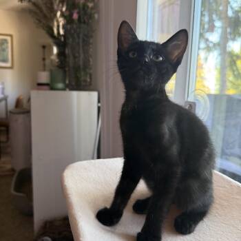 Campfire Mule Cattail -  Domestic Short Hair Cat for Adoption in Redmond, Washington - Campfire Mule Cattail | PetCurious