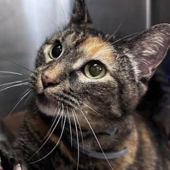 Moochee -  Domestic Short Hair Cat for Adoption in Belleville, Illinois - Moochee | PetCurious