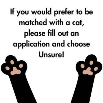 Rescue Domestic Short Hair Cats for Adoption in Breinigsville, Pennsylvania - Unknown/Unsure | PetCurious