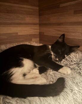 Domestic Short Hair Cats Available for Adoption in Hazlet, New Jersey - Taco | PetCurious