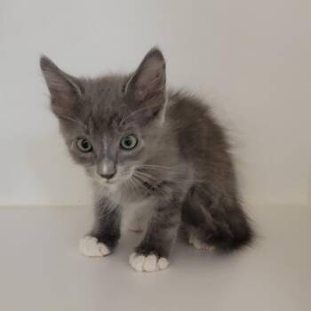 Retro -  Domestic Medium Hair Cat for Adoption in Phoenix, Arizona - Retro | PetCurious