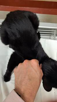 Domestic Short Hair Cats Available for Adoption in Douglasville, Georgia - Blanca | PetCurious