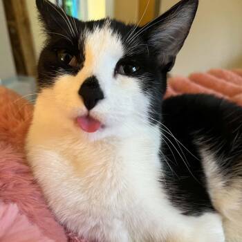 Extra Toes Cat Hemingway Polydactyl Cats Available for Adoption in Royal Oak, Michigan - Smudge | PetCurious