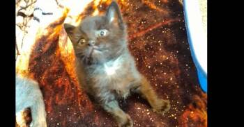 Domestic Short Hair Cats Available for Adoption in West Peoria, Illinois - Bear (Chunky) R. | PetCurious