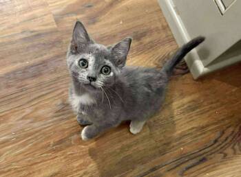 Rescue Dilute Tortoiseshell Cats for Adoption in Capshaw, Alabama - ISLA | PetCurious