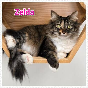Domestic Long Hair Cats Available for Adoption - Zelda | PetCurious