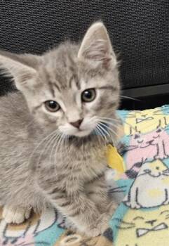 TURGON -  Domestic Short Hair Cat for Adoption in St. Louis, Missouri - TURGON | PetCurious