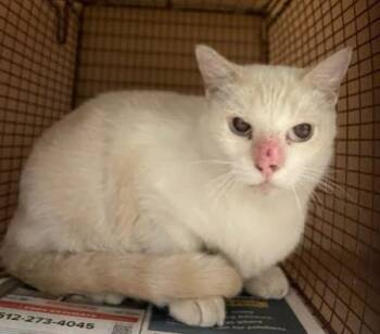 Tonks -  Domestic Short Hair Cat for Adoption in Austin, Texas - Tonks | PetCurious