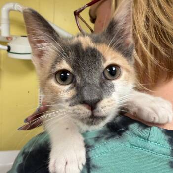 Domestic Short Hair Cats Available for Adoption in Buffalo, New York - Peace | PetCurious