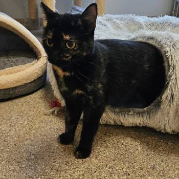 Stella -  Domestic Short Hair Cat for Adoption in Conway, New Hampshire - Stella | PetCurious