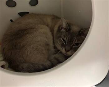 Siamese and Domestic Short Hair Cats Available for Adoption - KELLY | PetCurious