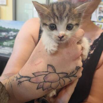 Lucy Liu -  Domestic Short Hair Cat for Adoption in Lynchburg, Virginia - Lucy Liu | PetCurious
