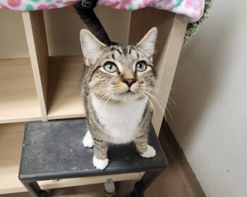 Rescue Domestic Medium Hair Cats for Adoption in Raleigh, North Carolina - DRAKE | PetCurious