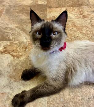 Domestic Medium Hair Cats Available for Adoption in Fort Lupton, Colorado - Blake Belladonna | PetCurious