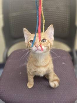 Doc -  Domestic Short Hair Cat for Adoption in Westland, Michigan - Doc | PetCurious