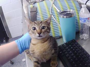 IRIS -  Domestic Short Hair Cat for Adoption in Charlotte, North Carolina - IRIS | PetCurious