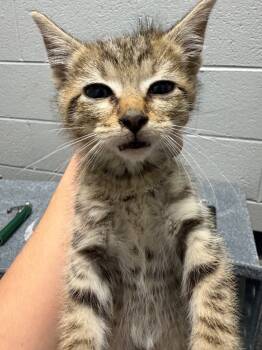 Rescue Domestic Short Hair Cats for Adoption in Henderson, North Carolina - BK Kitten 4 | PetCurious