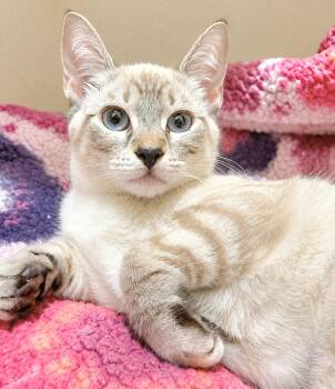 Pearl -  Siamese Cat for Adoption in Lodi, California - Pearl | PetCurious