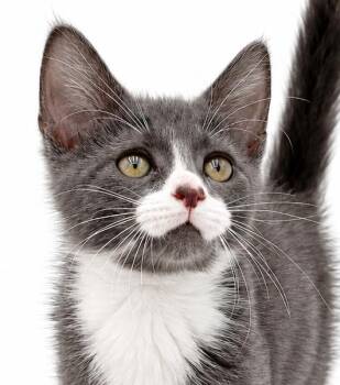Tucker is terrrrrific - possibly bonded with Gremlin his bottle  -  Turkish Van and Russian Blue Cat for Adoption in Bedford Hills, New York - Tucker Is Terrrrrific - Possibly Bonded With Gremlin His Bottle  | PetCurious