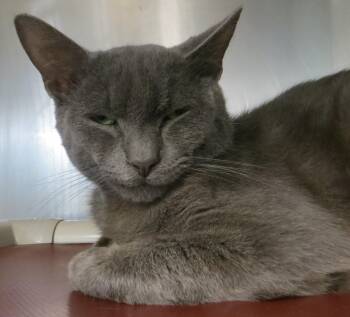 Charlie -  Russian Blue and Domestic Short Hair Cat for Adoption in Brockton, Massachusetts - Charlie | PetCurious