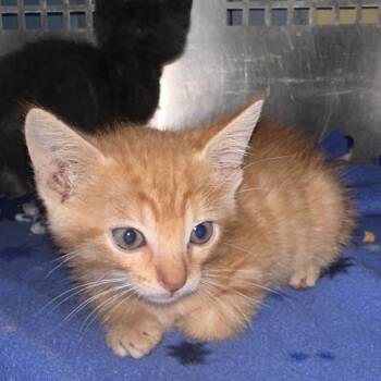 Rescue Domestic Short Hair Cats for Adoption in Mount Vernon, Indiana - Navy | PetCurious