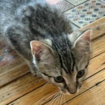 Antwan -  Domestic Short Hair Cat for Adoption in West Palm Beach, Florida - Antwan | PetCurious