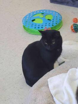 Augustine -  Domestic Short Hair Cat for Adoption in Jim Thorpe, Pennsylvania - Augustine | PetCurious