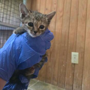 Elvira -  Domestic Short Hair Cat for Adoption in Tylertown, Mississippi - Elvira | PetCurious