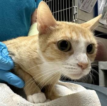 Kiara (mcas) -  Domestic Short Hair Cat for Adoption in Troutdale, Oregon - Kiara (mcas) | PetCurious