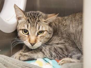 DIEGO -  Domestic Short Hair Cat for Adoption in Phoenix, Arizona - DIEGO | PetCurious