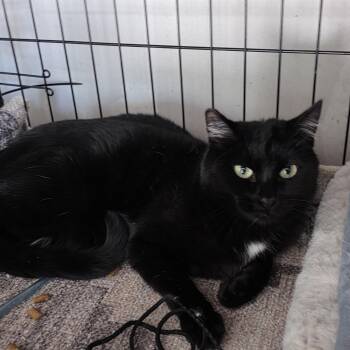 Lucy -  Domestic Short Hair Cat for Adoption in San Jose, California - Lucy | PetCurious