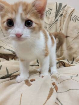 Rescue Domestic Short Hair Cats for Adoption in Lorain, Ohio - Anduin | PetCurious