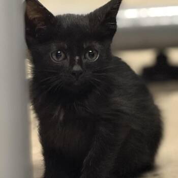 Domestic Short Hair Cats Available for Adoption in Tustin, California - Freya | PetCurious