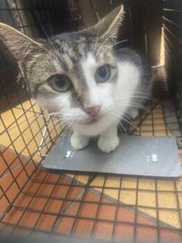 Domestic Short Hair Cats Available for Adoption - Patch | PetCurious