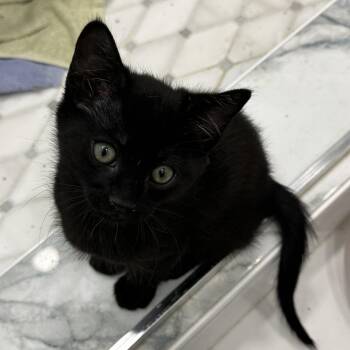 Ginger -  Domestic Short Hair Cat for Adoption in Riverside, California - Ginger | PetCurious