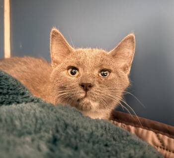 FORKY -  Domestic Short Hair Cat for Adoption in Hagerstown, Maryland - FORKY | PetCurious