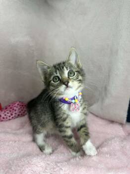 Dara  -  Tabby Cat Available for Adoption in Tavares, Florida - Dara  | PetCurious