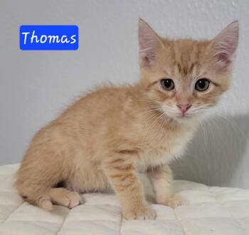 Thomas -  Domestic Medium Hair Cat for Adoption in Laplace, Louisiana - Thomas | PetCurious