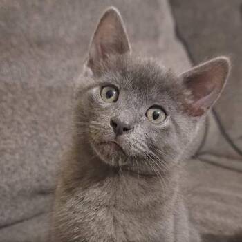 Odie -  Domestic Short Hair Cat for Adoption in Warrensburg, Missouri - Odie | PetCurious