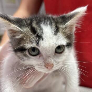 Dementor -  Domestic Medium Hair Cat for Adoption in Leander, Texas - Dementor | PetCurious