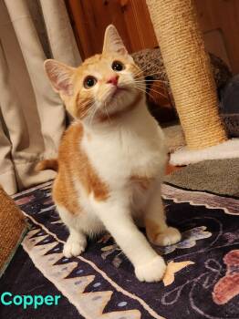 Copper -  Domestic Short Hair Cat for Adoption in Warrington, Pennsylvania - Copper | PetCurious