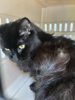 MAYA -  Domestic Long Hair Cat for Adoption in Palmetto, Florida - MAYA | PetCurious