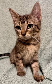 Gouda -  Domestic Short Hair Cat for Adoption in Port Washington, Wisconsin - Gouda | PetCurious